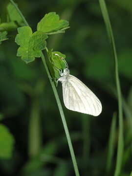 Image of Leptidea amurensis (Ménétriés 1859)