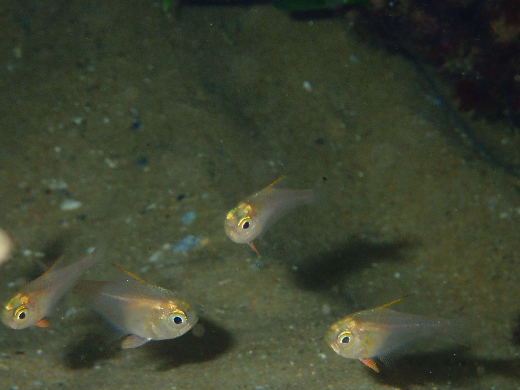 Image de Pempheris compressa (White 1790)