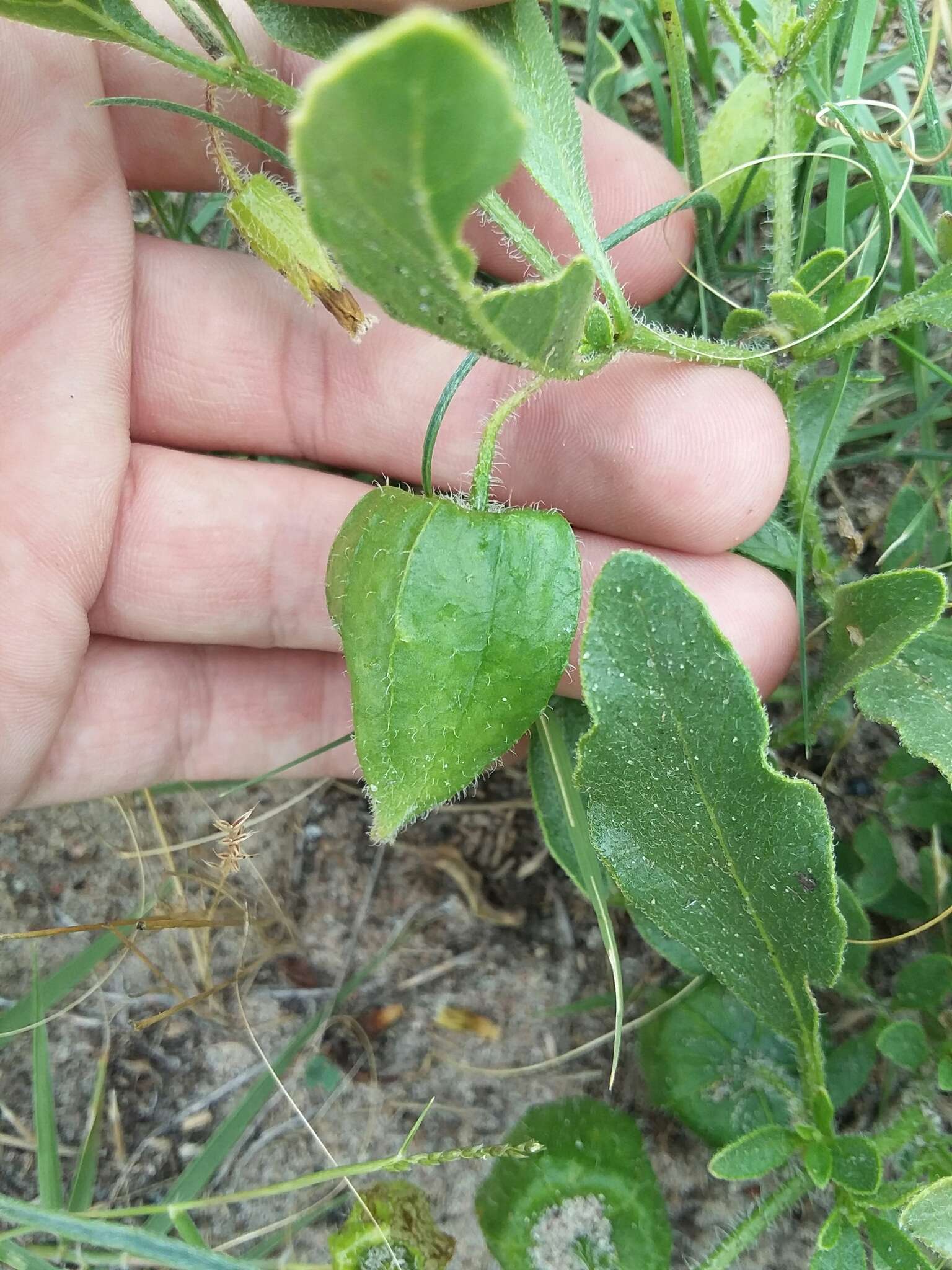 Physalis pumila var. hispida (Waterf.) J. R. Sullivan的圖片