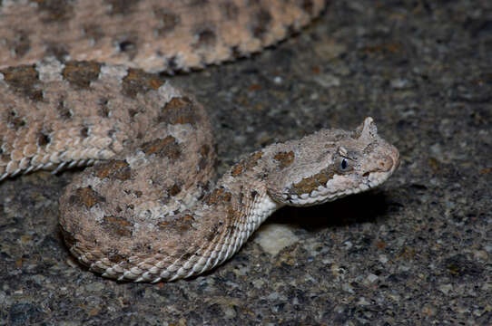 Image of Crotalus cerastes cerastes Hallowell 1854