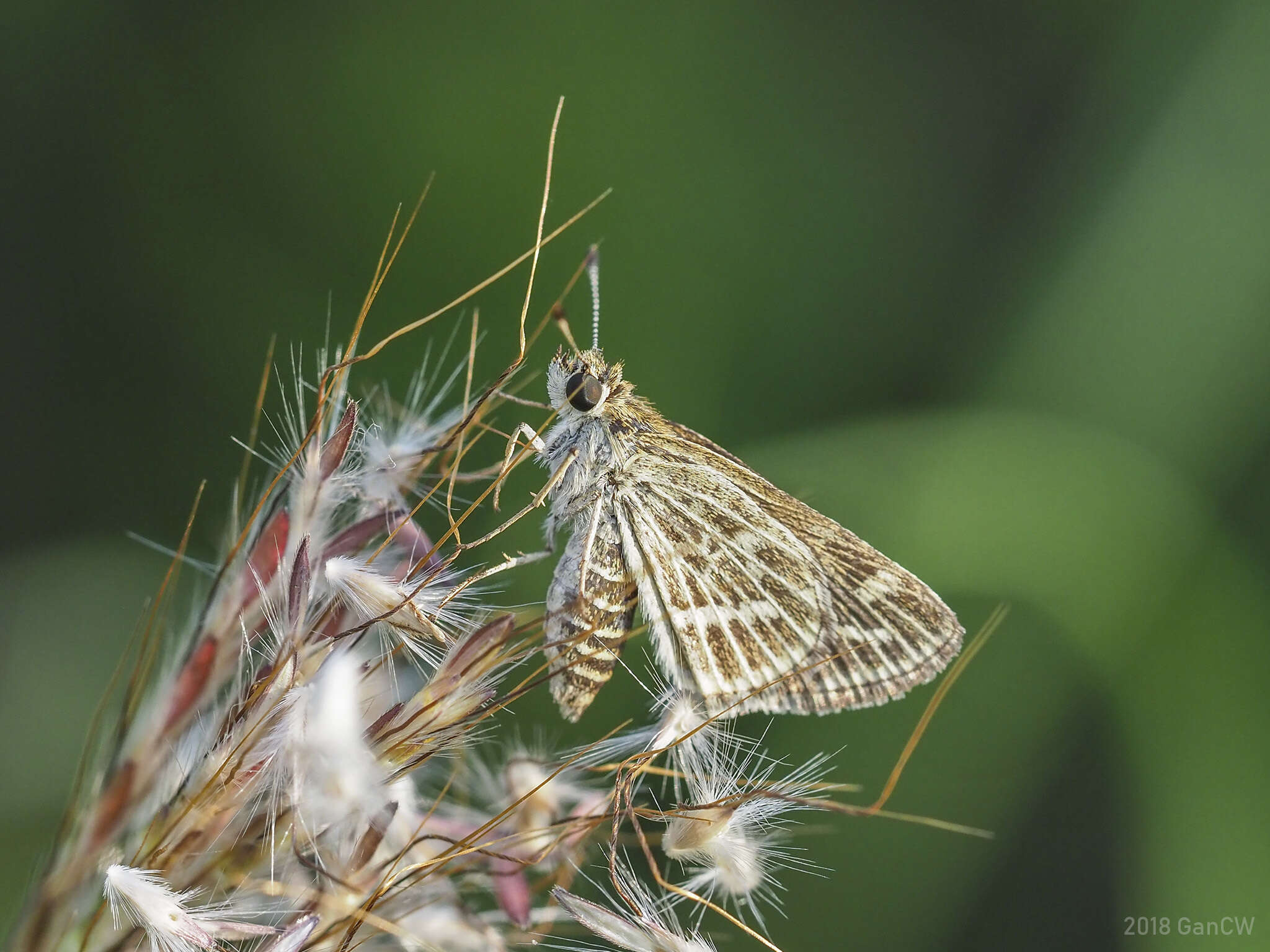 Plancia ëd Taractrocera maevius Fabricius 1793