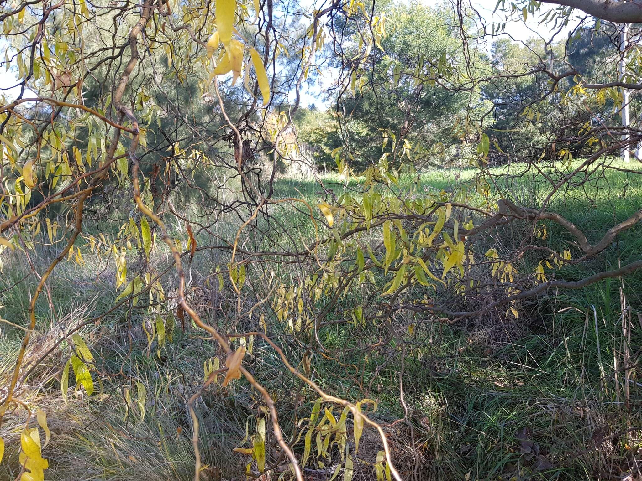 Image of Peking Willow