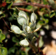 Слика од Alyssum baumgartnerianum Bornm.