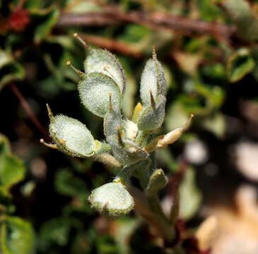 Image of Alyssum baumgartnerianum Bornm.