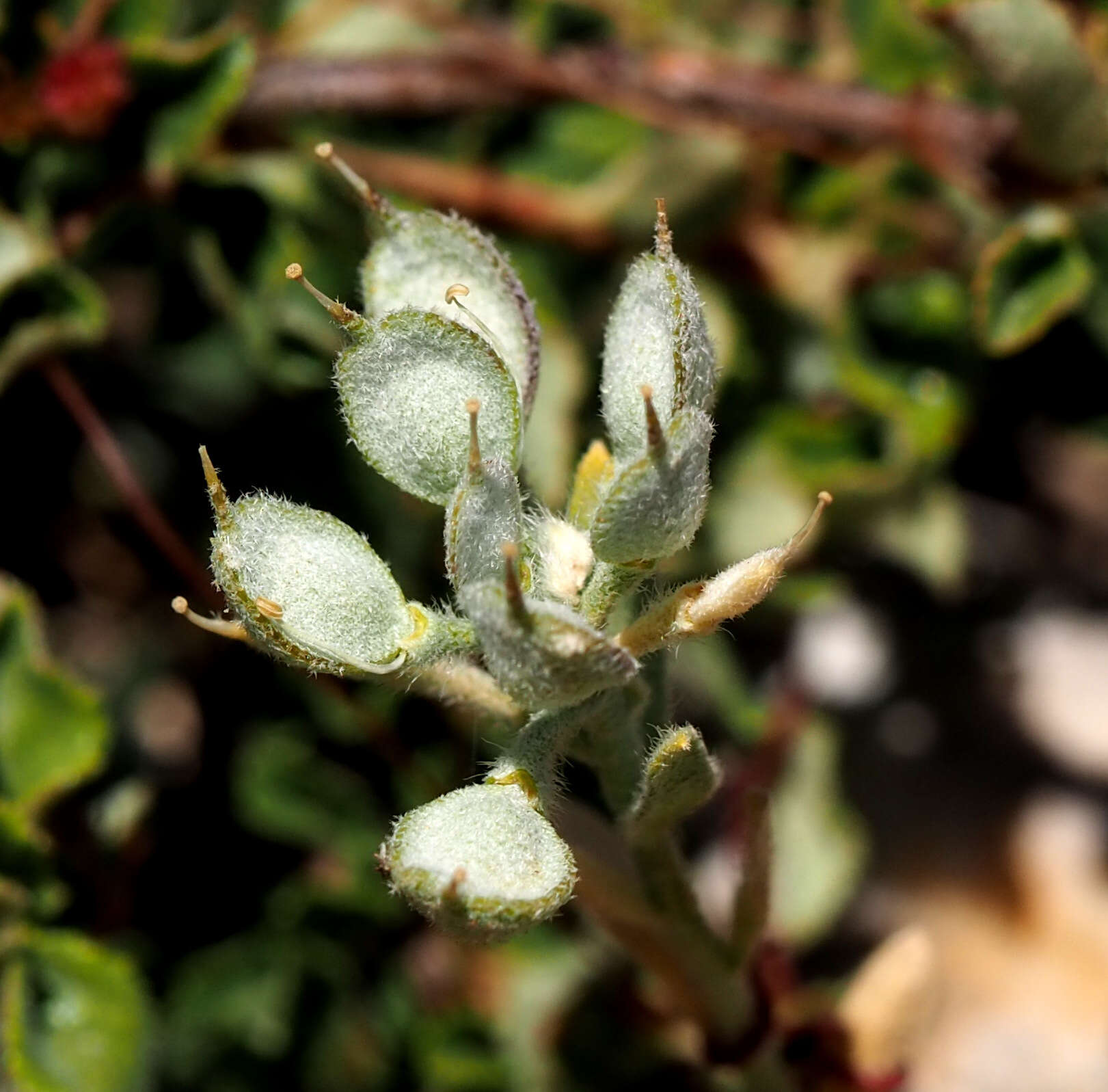 Sivun Alyssum baumgartnerianum Bornm. kuva