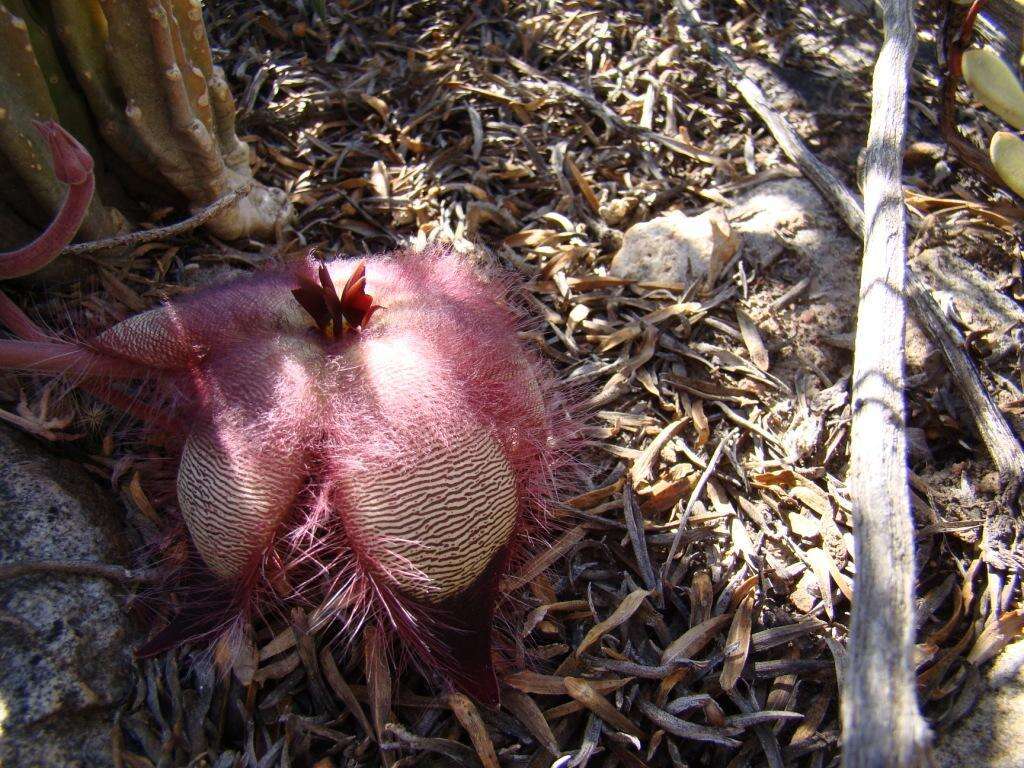 <i>Stapelia <i>hirsuta</i></i> var. hirsuta的圖片