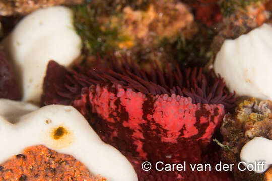 Image of Knobbly anemone