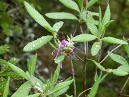 Слика од Rhododendron canadense (L.) Britton, Stern & Pogg.