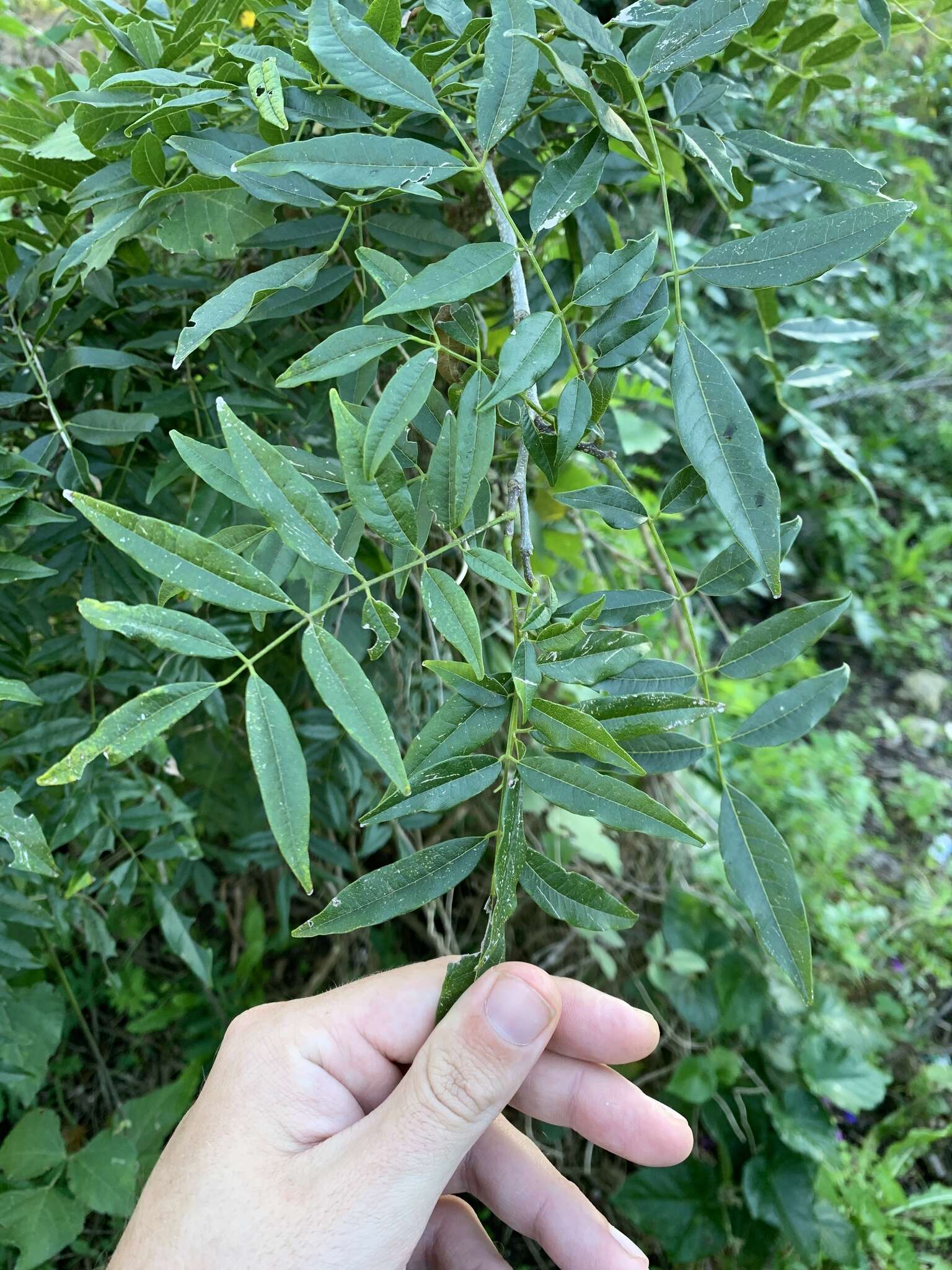 Image of Lonchocarpus nitidus (Vogel) Benth.