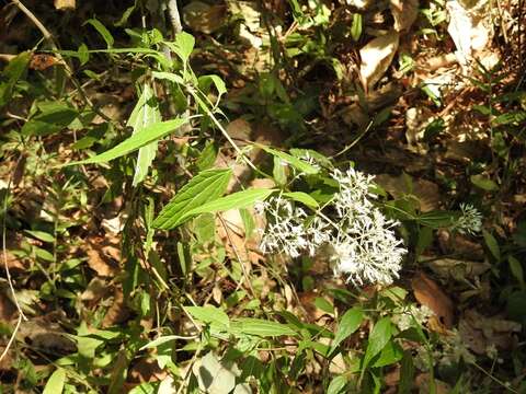 Plancia ëd Fleischmanniopsis