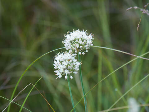 Слика од Allium suaveolens Jacq.