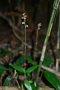 Image of Hetaeria anomala Lindl.