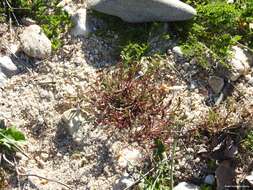 Image of Biserrula pelecinus subsp. pelecinus