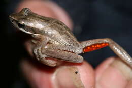 Image de Litoria adelaidensis (Gray 1841)