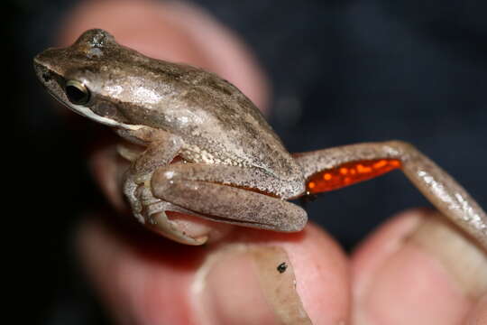 Image of Slender Tree Frog