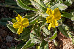 Image of Goodenia robusta (Benth.) K. Krause