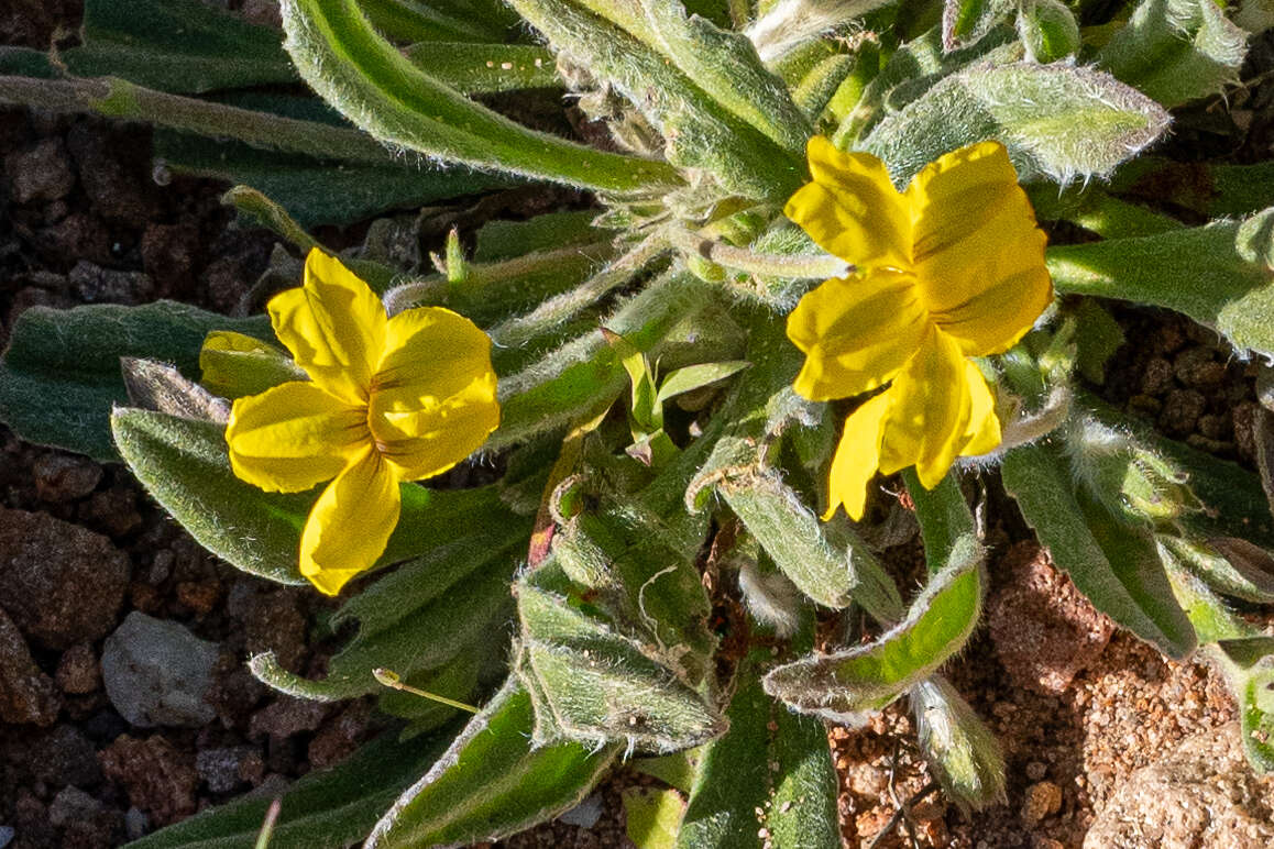 Image of Goodenia robusta (Benth.) K. Krause