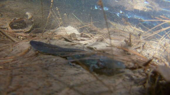 Image of Michoacan Stream Salamander