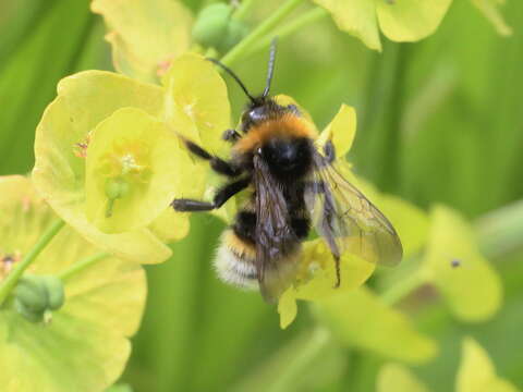 Image of Vestal cuckoo bee