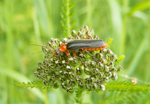 Image of Cantharis pellucida Fabricius 1792