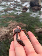 Image of chocolate porcelain crab