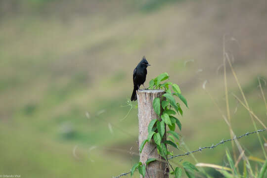 Image of Crested Black Tyrant