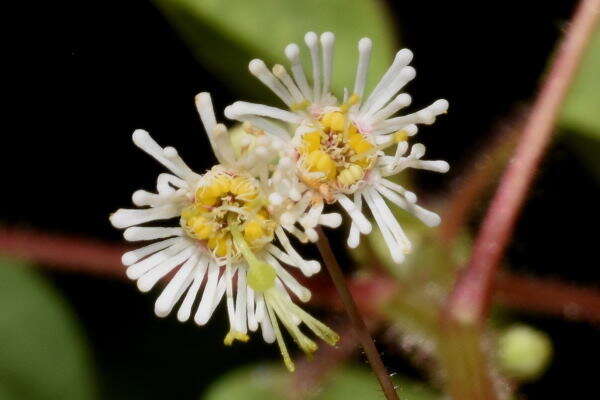 صورة Euphorbia eglandulosa V. W. Steinm.