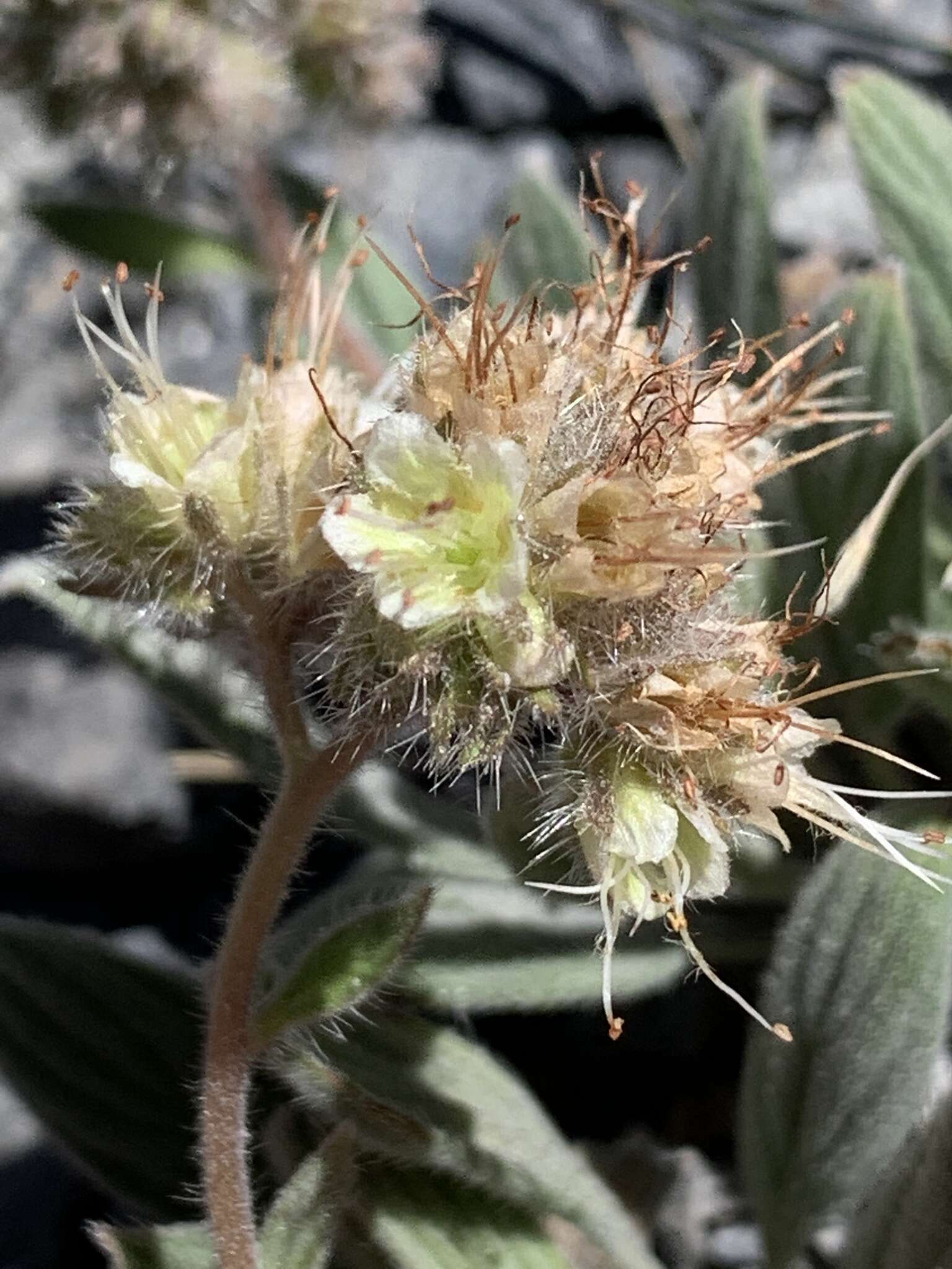 Image of compact phacelia