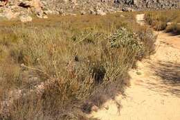 Image of Leucadendron concavum I. Williams