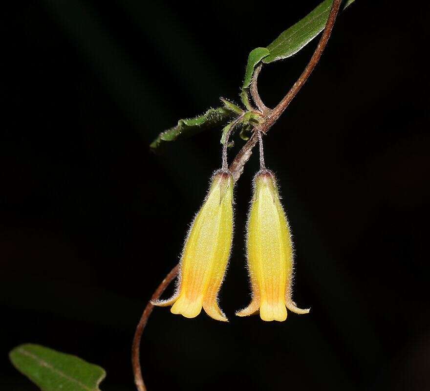 Image de Marianthus bignoniaceus F. Müll.