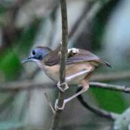 Image of Short-tailed Babbler