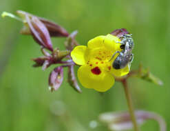 Image of Cut-Leaf Monkey-Flower