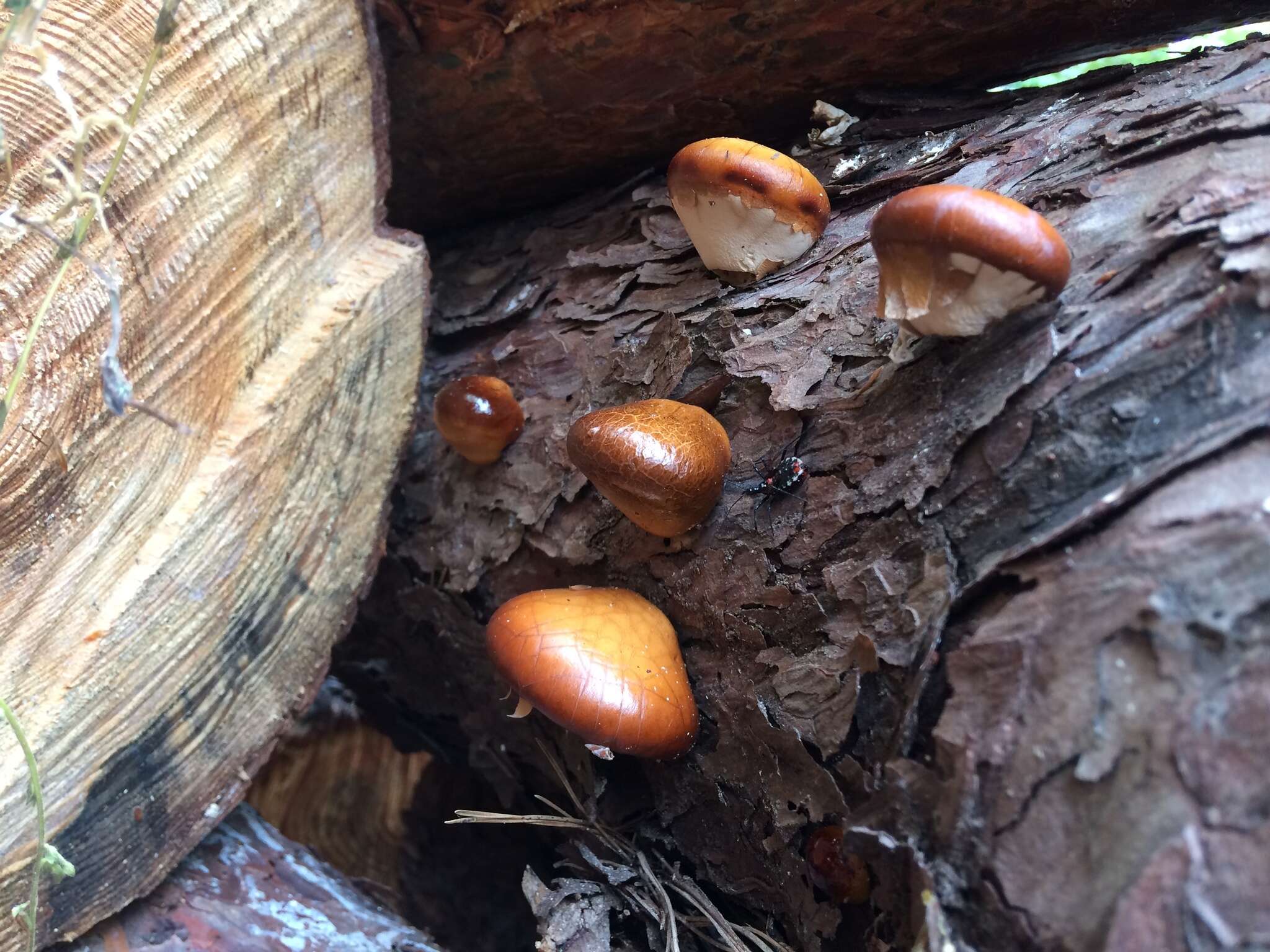 Image de Cryptoporus sinensis Sheng H. Wu & M. Zang 2000