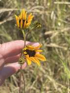 Image of prairie sunflower