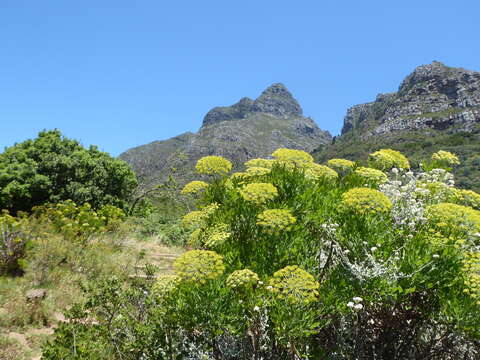 Notobubon galbanum (L.) Magee resmi