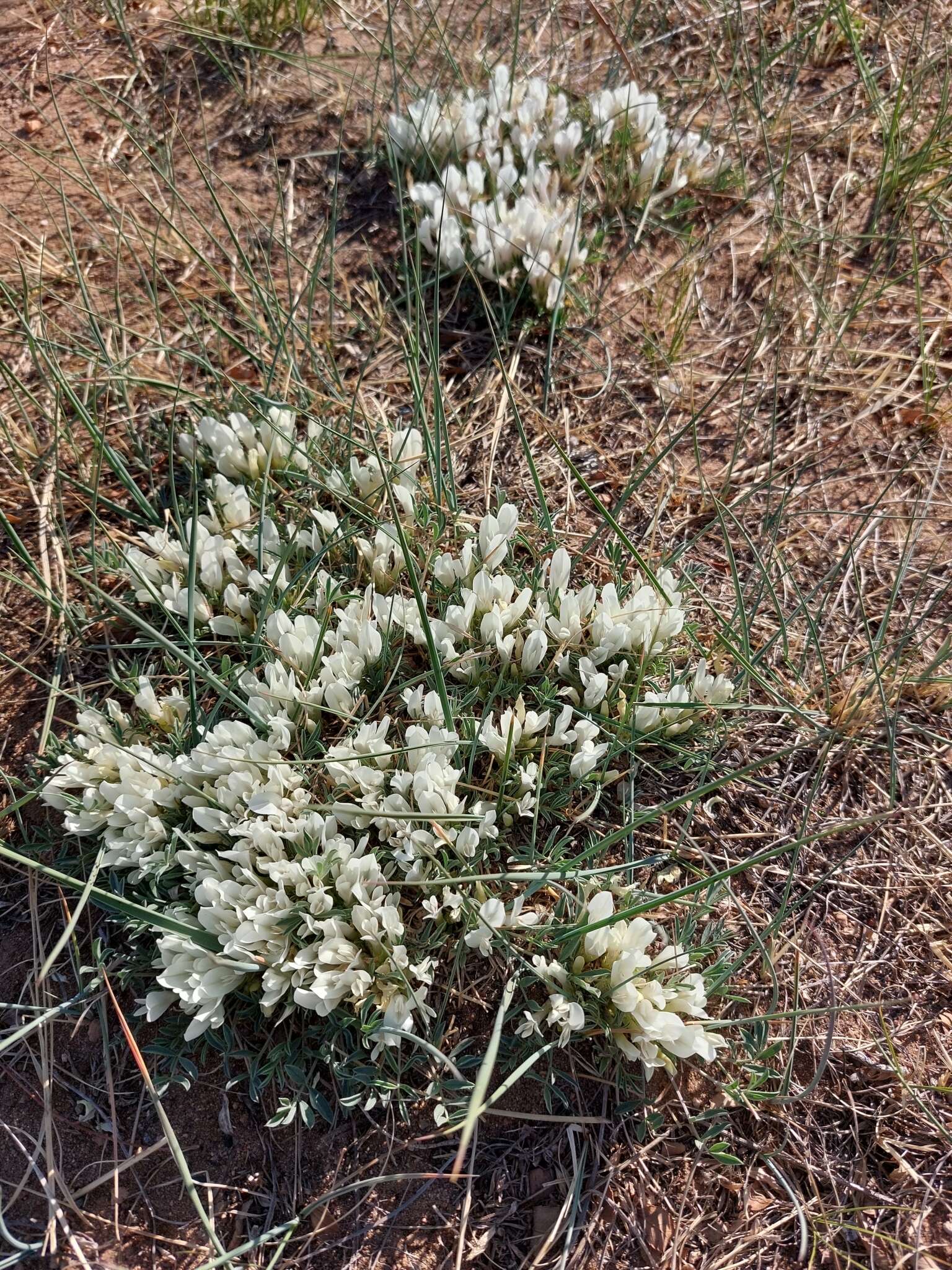 Image of Astragalus brevifolius Ledeb.