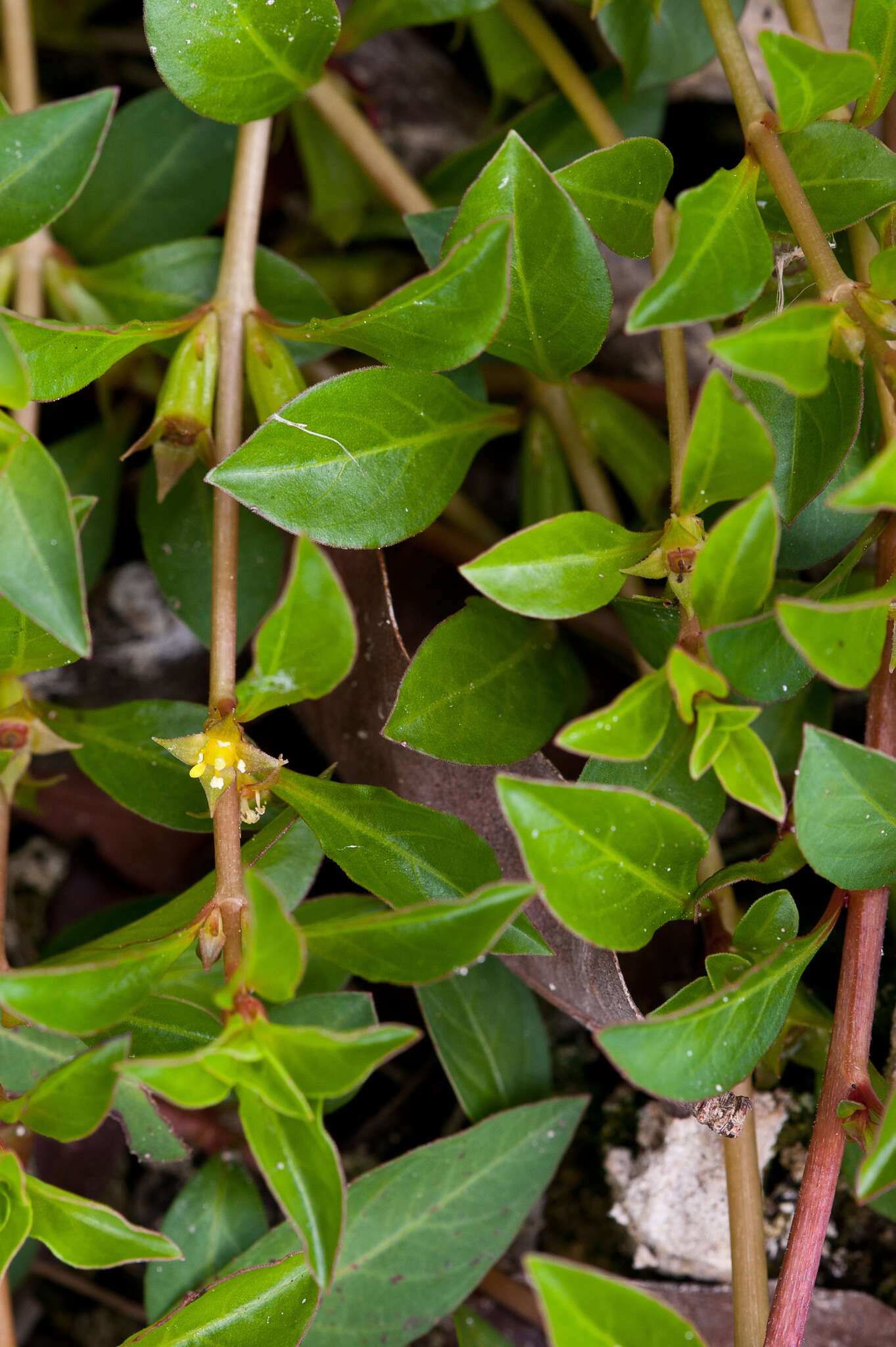 Image of creeping primrose-willow