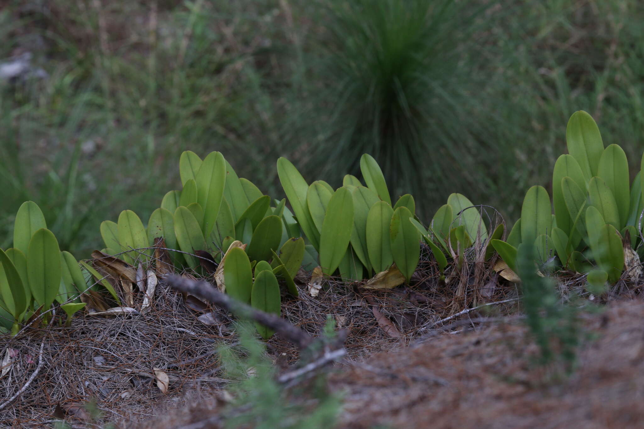 Image of Bulbophyllum baileyi F. Muell.