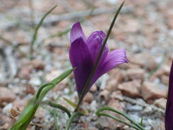 Image of Romulea requienii Parl.