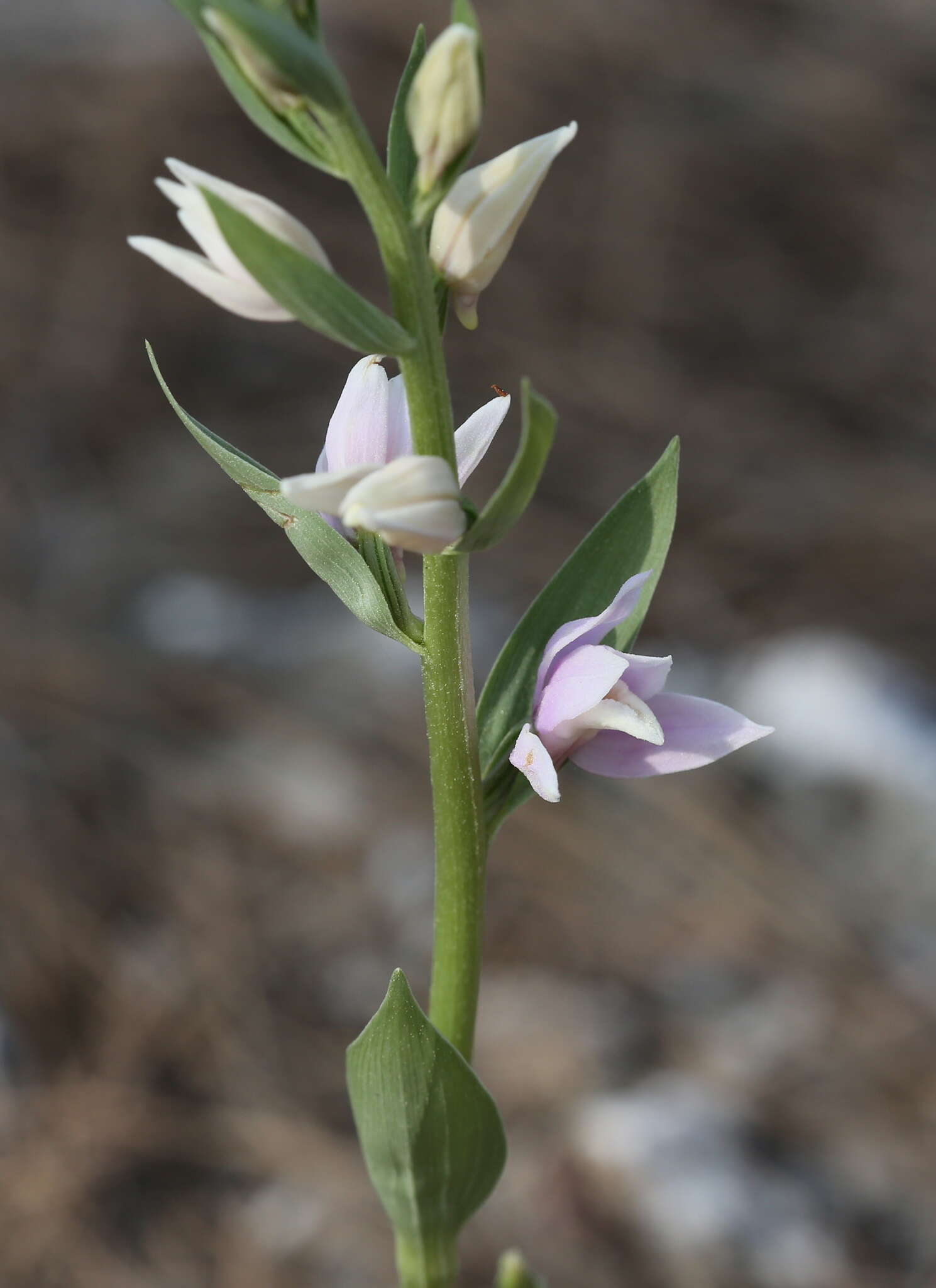 Image of Cephalanthera kurdica Bornm. ex Kraenzl.