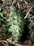 Image of two-dotted bristle fern