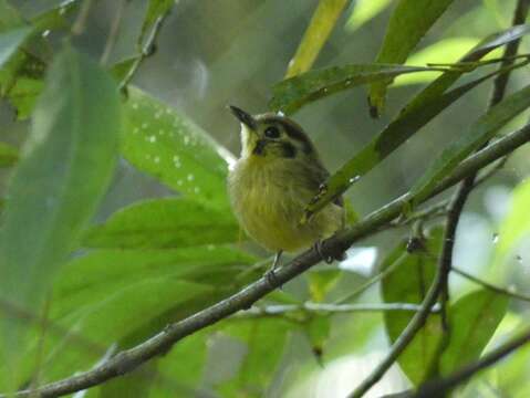 Platyrinchus coronatus Sclater & PL 1858的圖片