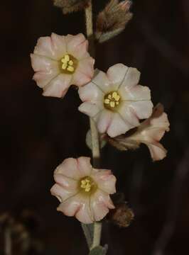 Image of Bonamia rosea (F. Müll.) Hall. fil.