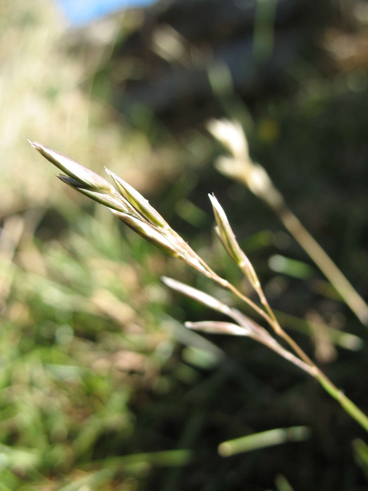 Image of Rytidosperma thomsonii (Buchanan) Connor & Edgar