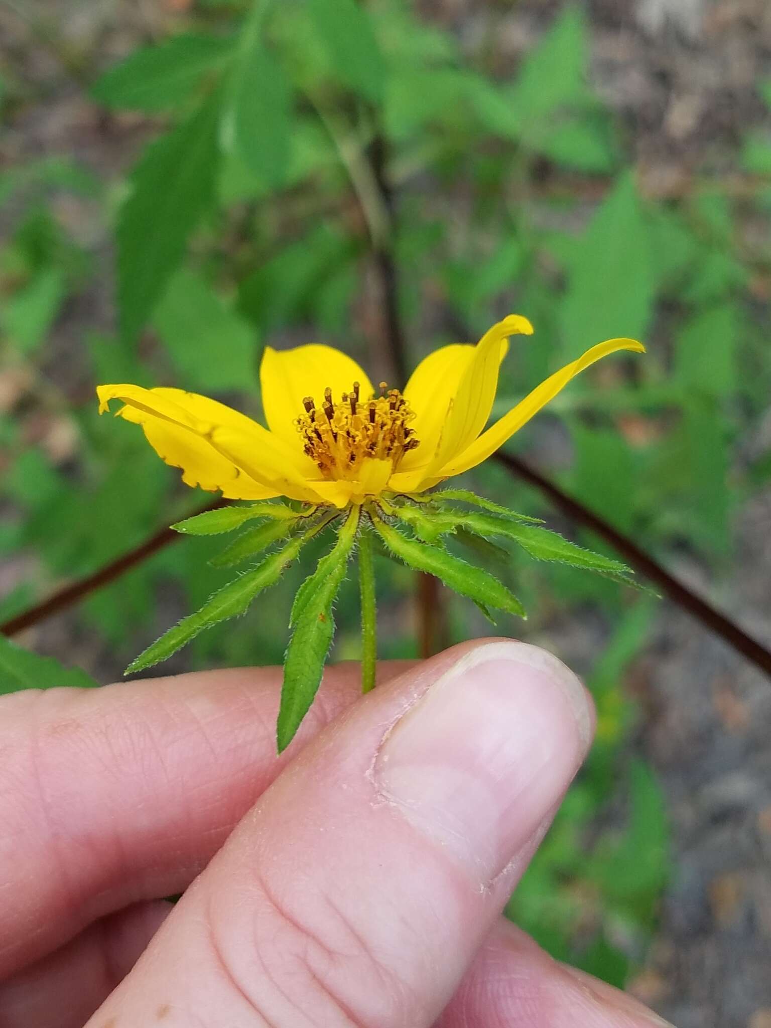 Image of Bidens polylepis S. F. Blake