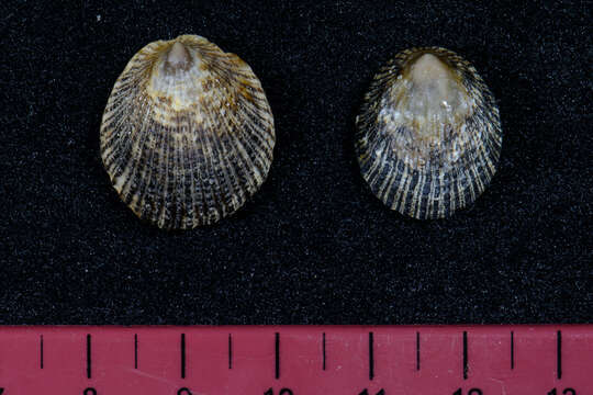 Image of prickly limpet