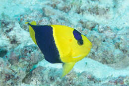 Image of Bicolor Angelfish