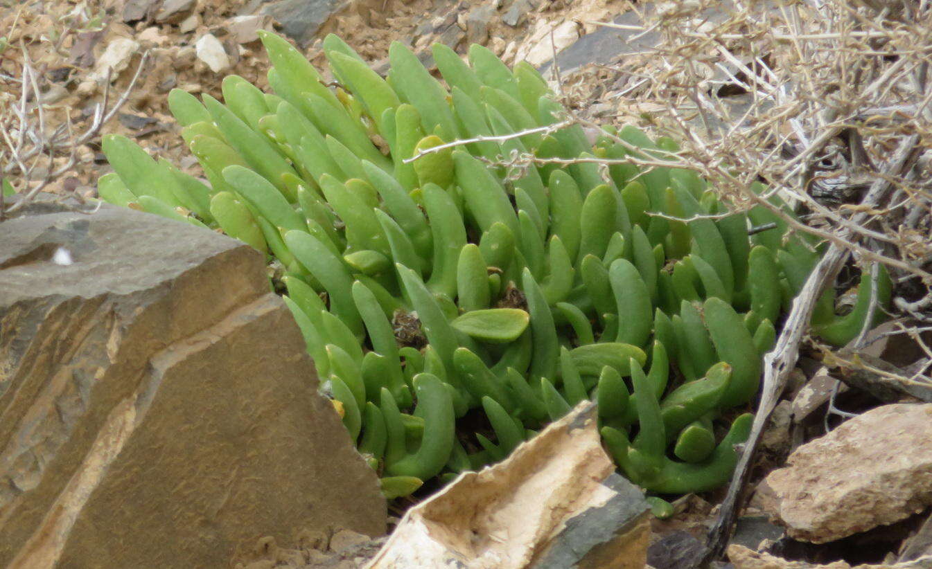 Image of Glottiphyllum surrectum (Haw.) L. Bol.