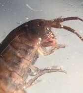 Image of Amphipod