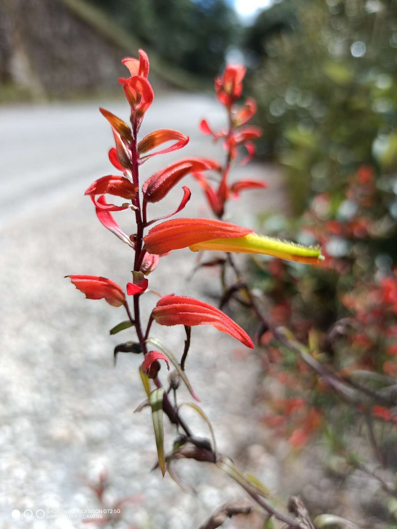 Слика од Castilleja integrifolia L. fil.